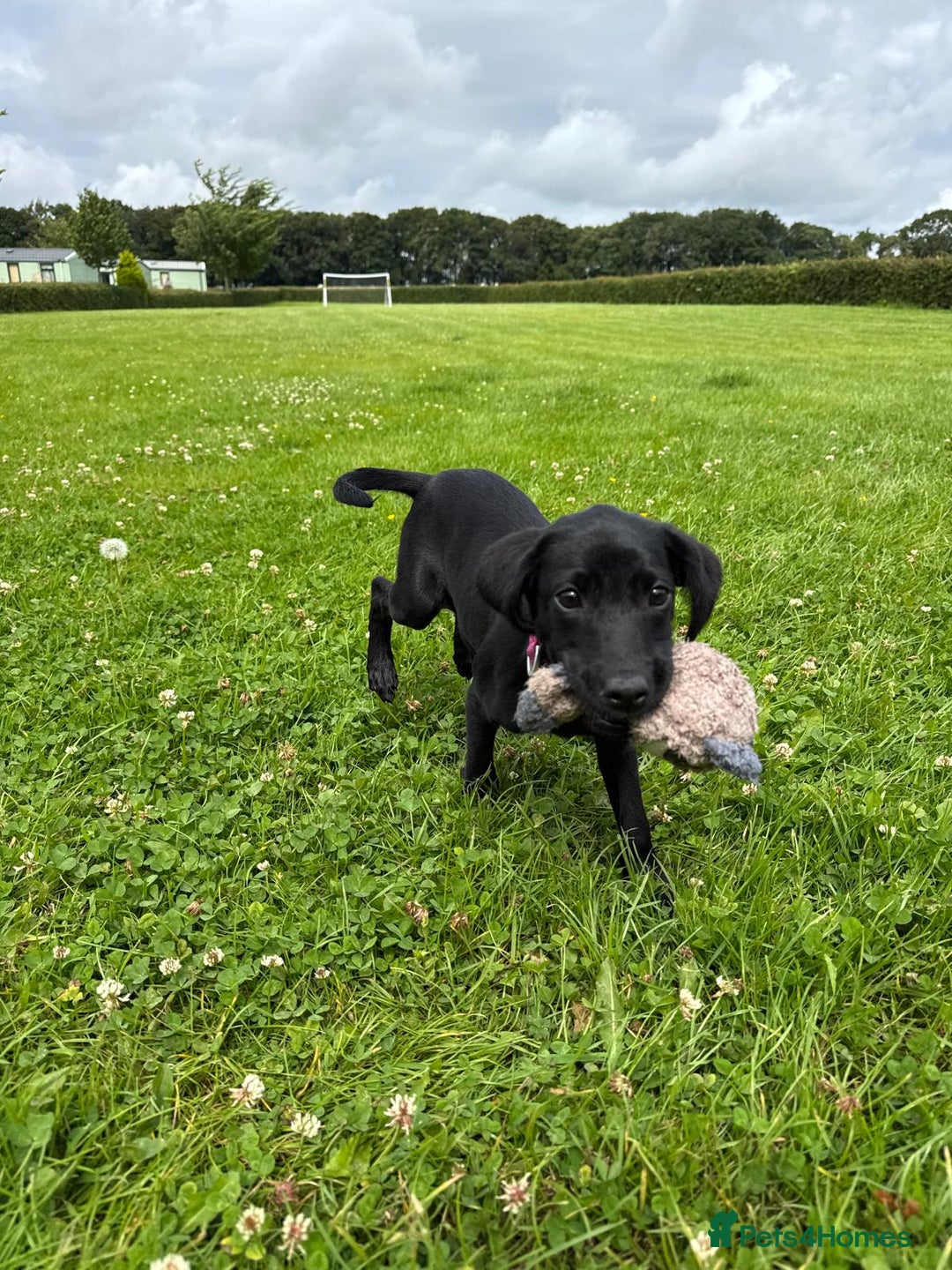 Labrador Retriever dogs for sale: Beautiful Labroador boy - Image 1