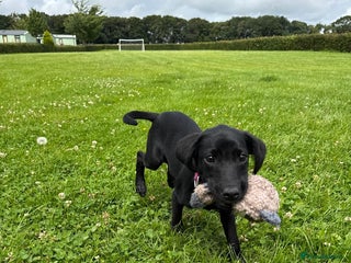 Labrador Retriever dogs - Advert 1