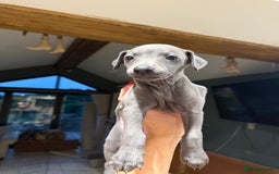 Whippet dogs for sale: Blue whippet puppies - Image 12