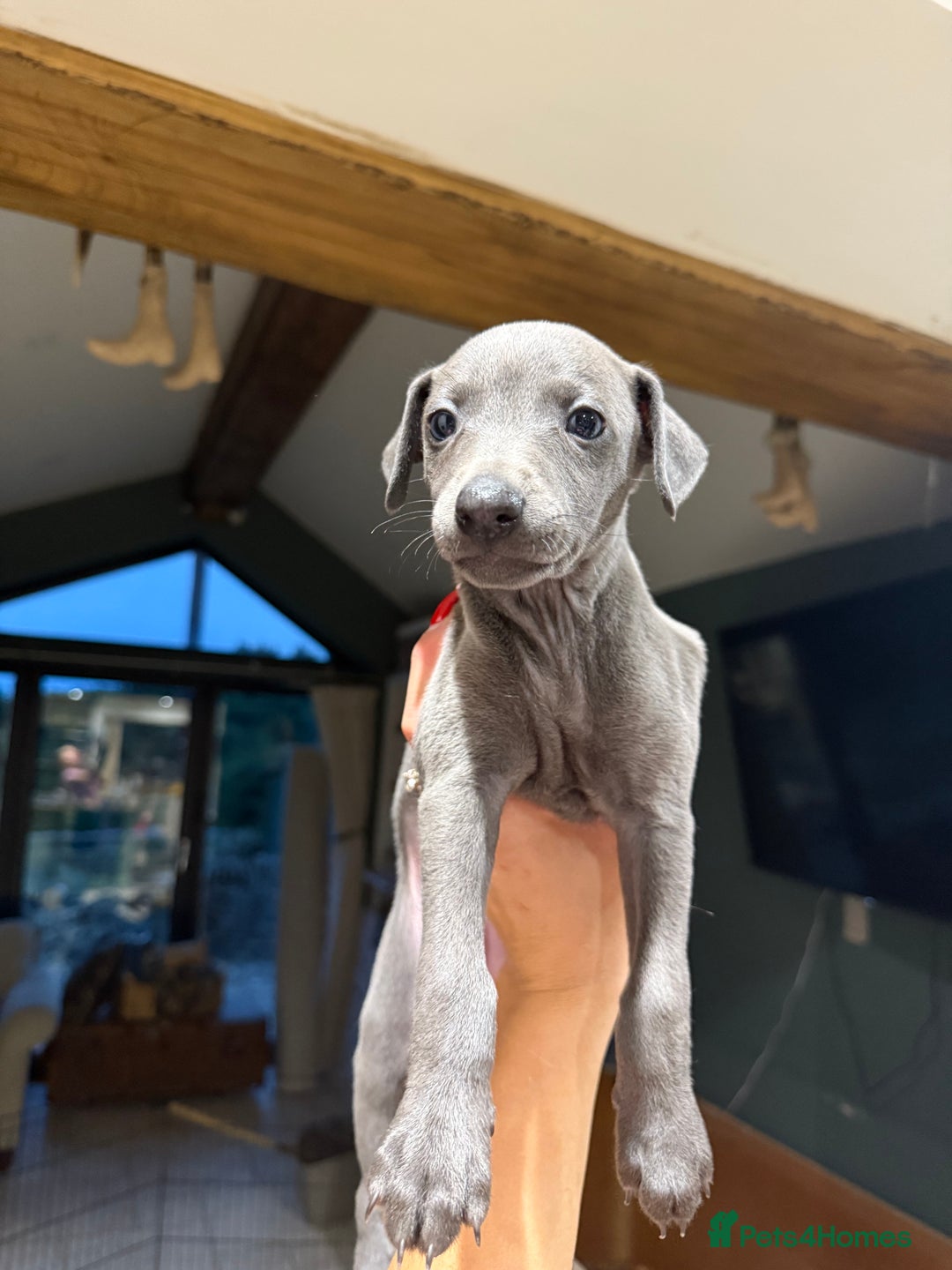 Whippet dogs for sale: Blue whippet puppies - Image 12