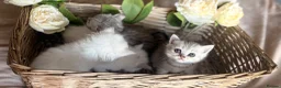 Mixed Breed cats for sale: Persian x bsh kittens  - Advert 15