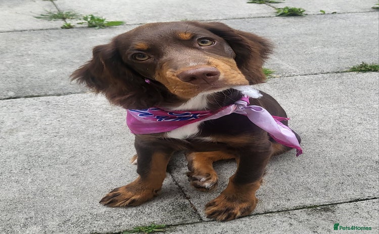 Sprocker dogs - Advert 1