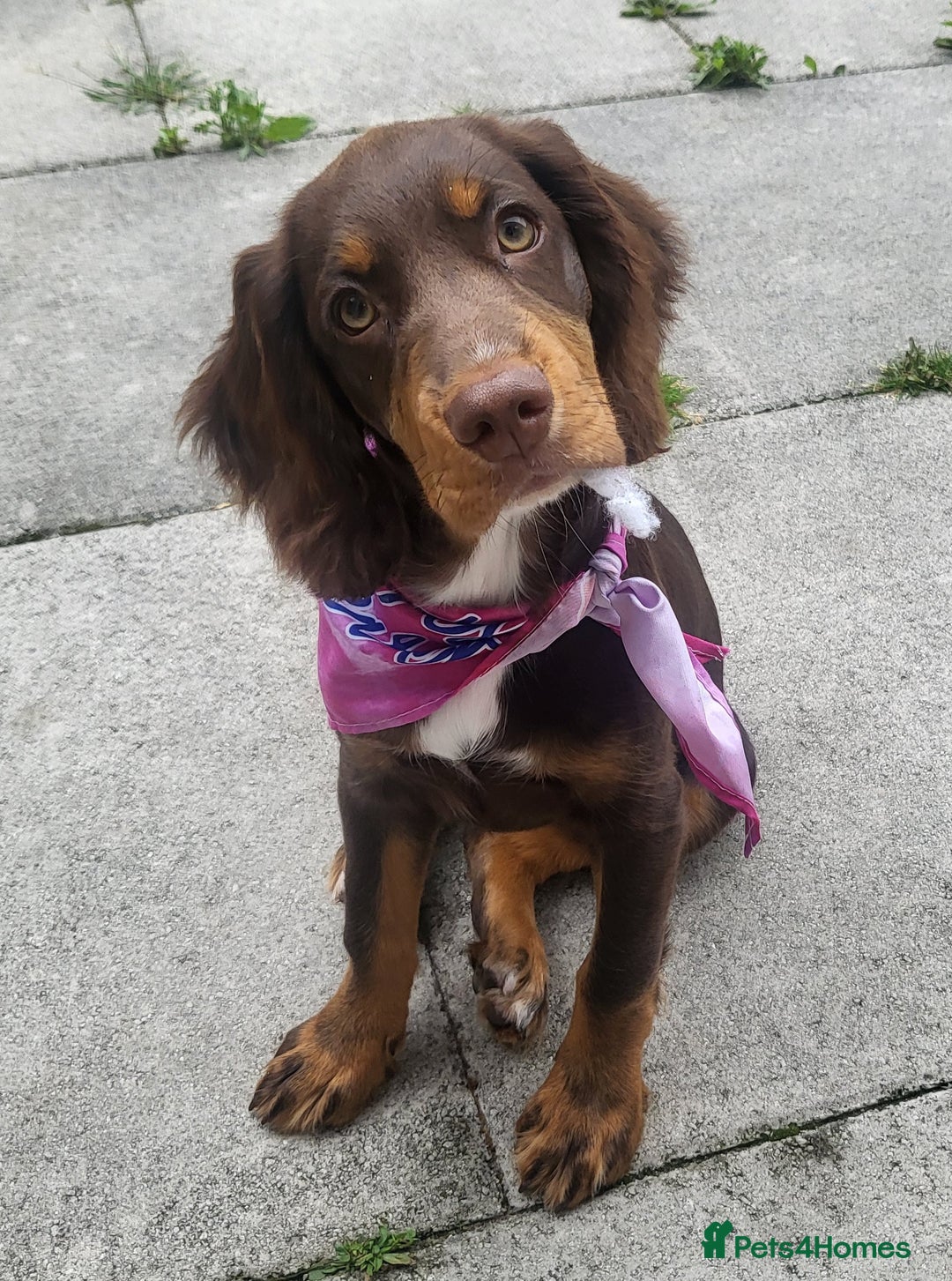 Sprocker dogs for sale: Nala female - Image 1