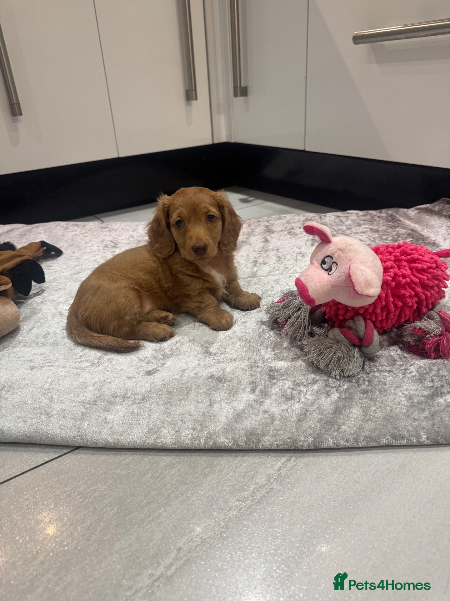 Miniature Dachshund dogs STUNNING KC LONG HAIRED MINIATURE DACHSHUND PUPS💕 - Advert 17