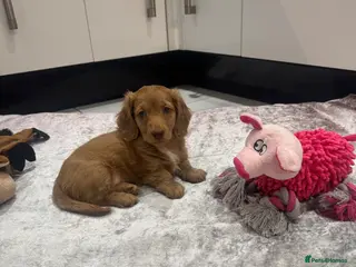 Miniature Dachshund dogs STUNNING KC LONG HAIRED MINIATURE DACHSHUND PUPS💕 - Advert 17