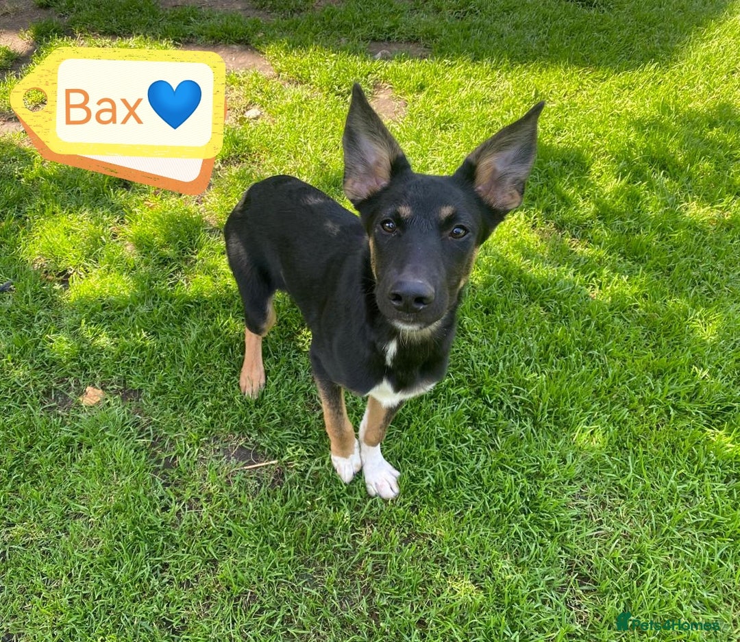 Mixed Breed dogs for adoption: 💙🐶 BAX 🐶💙 - Image 1