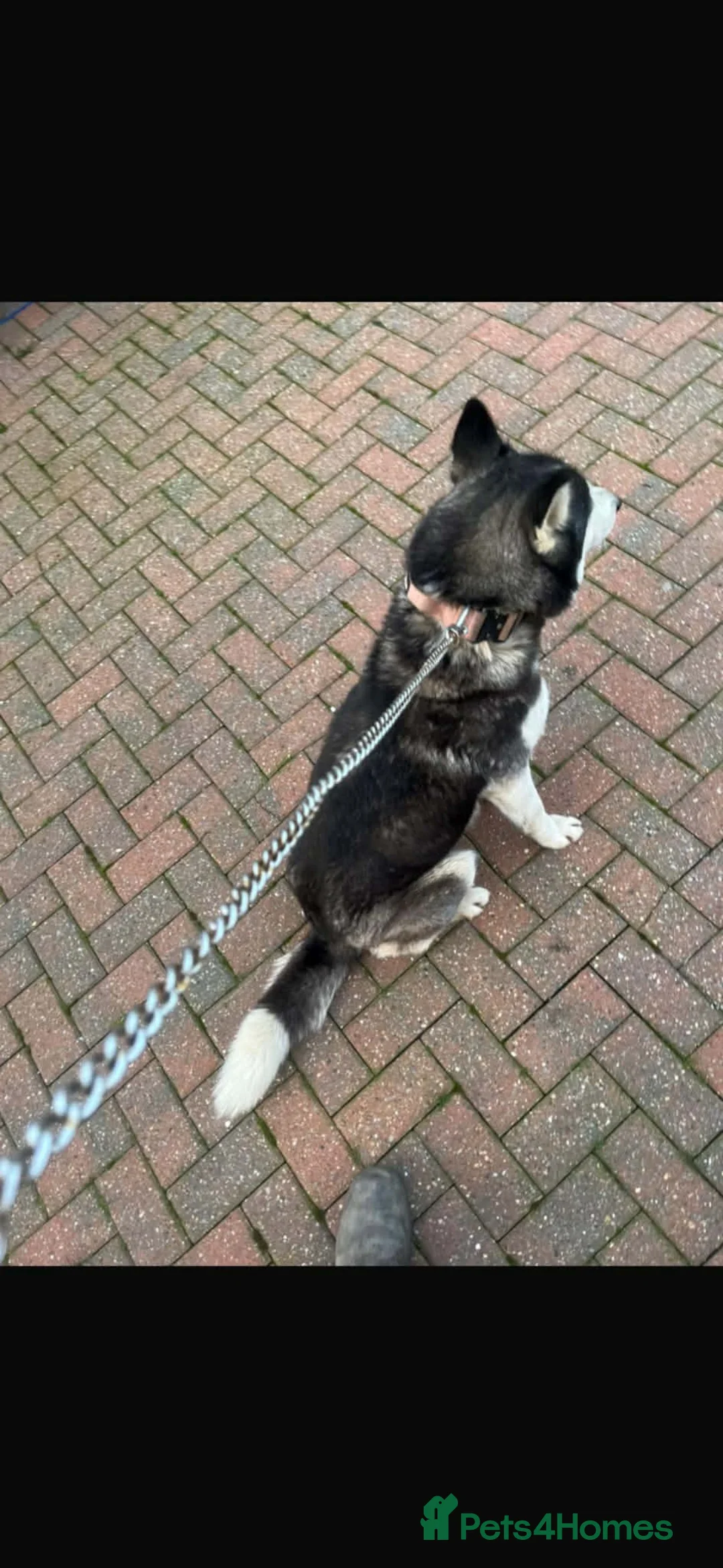 Siberian Husky dogs for sale: Siberian husky girl 14 month old  - Advert 3