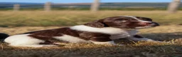 English Springer Spaniel dogs for sale: English springer spaniel  - Advert 11