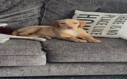 Labrador Retriever dogs for sale: nearly 7 month old labrador girl - Image 33