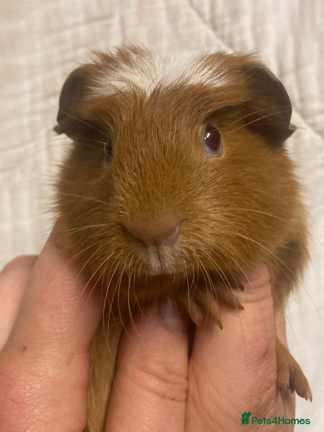 Guinea Pig rodents for sale: Baby Female Guinea Pigs For Sale  - Advert 9