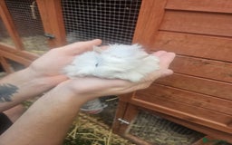 Guinea Pig rodents for sale: 3 boys left - Image 6