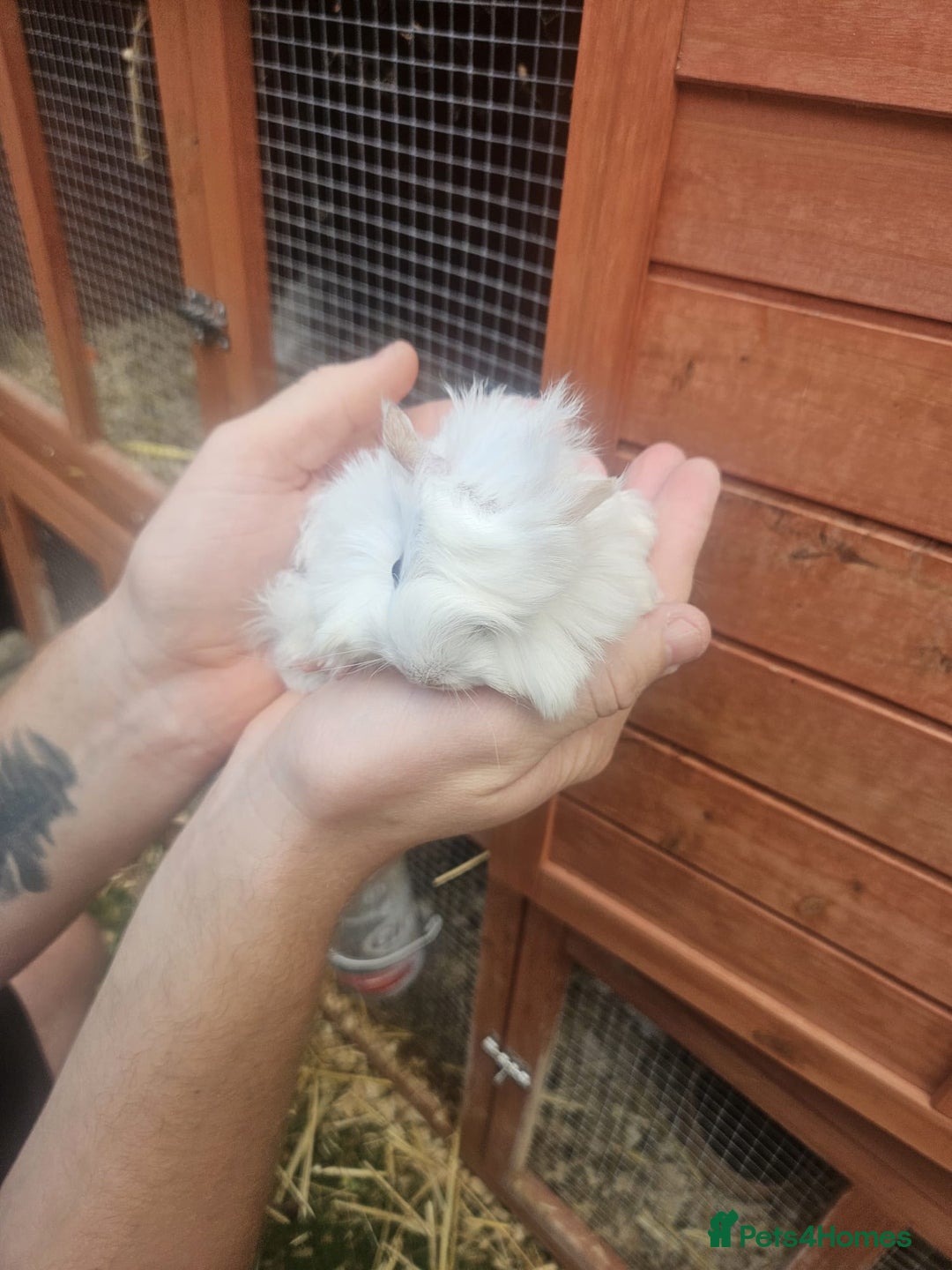 Guinea Pig rodents for sale: 3 boys left - Image 6