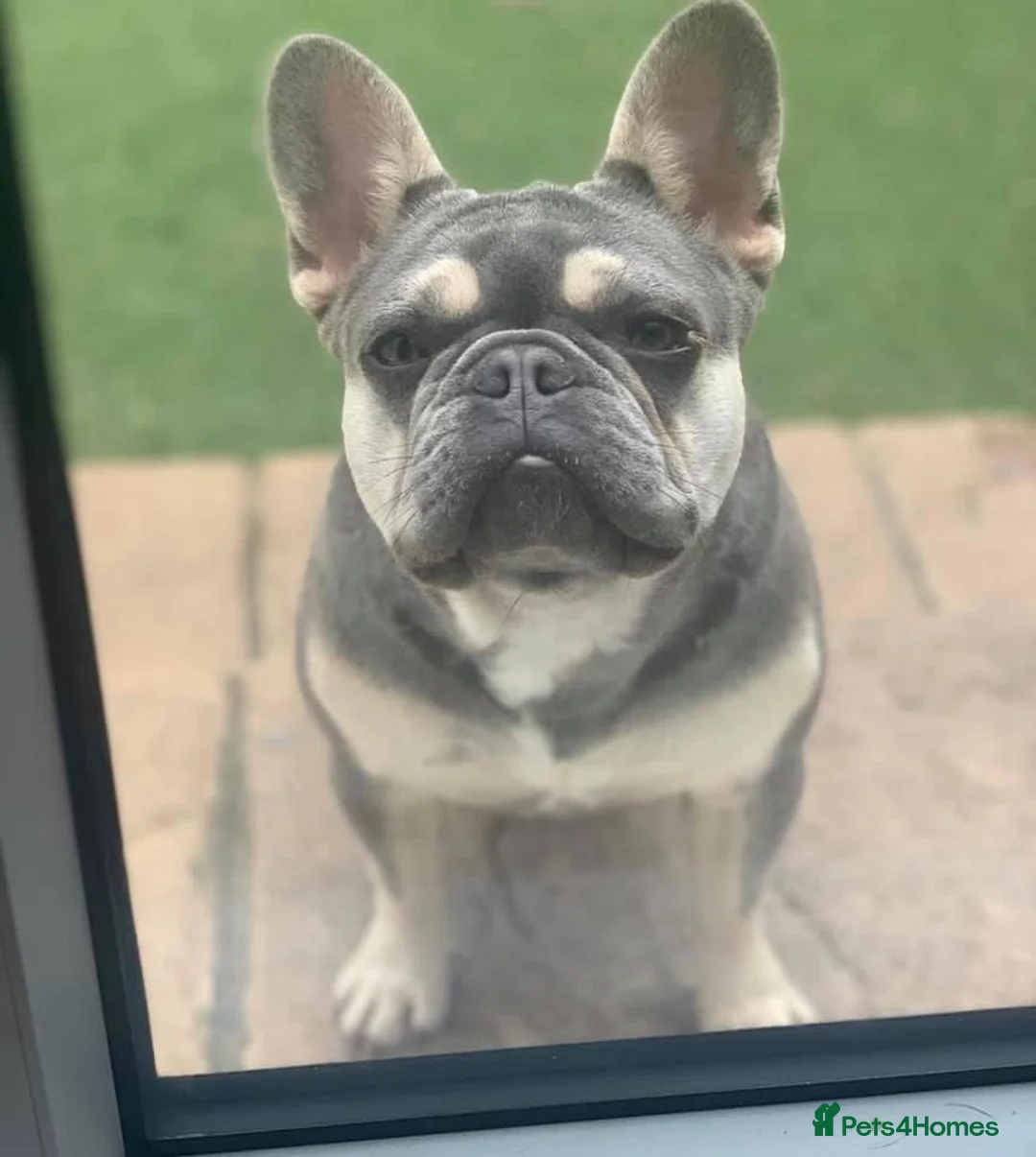 French Bulldog dogs for stud: BEAUTIFUL LILAC AND TAN FRENCH BULLDOG in Sunderland - Advert 16