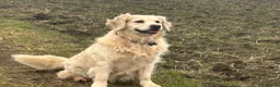 Golden Retriever dogs for sale: 5 year old kc reg fully health tested female  - Advert 13