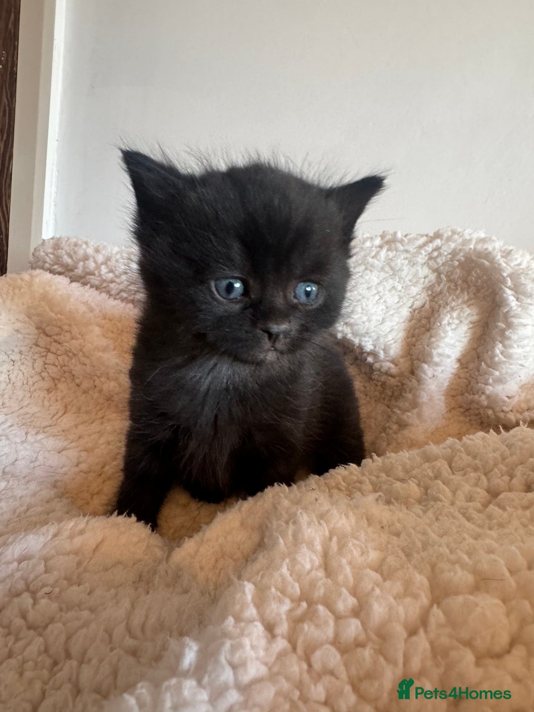 Ragdoll cats for sale: Ragdoll cross kittens  - Advert 3