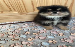 Pomeranian dogs for sale: Pomeranian puppies - Image 1