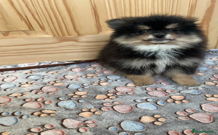 Pomeranian dogs - Advert 12