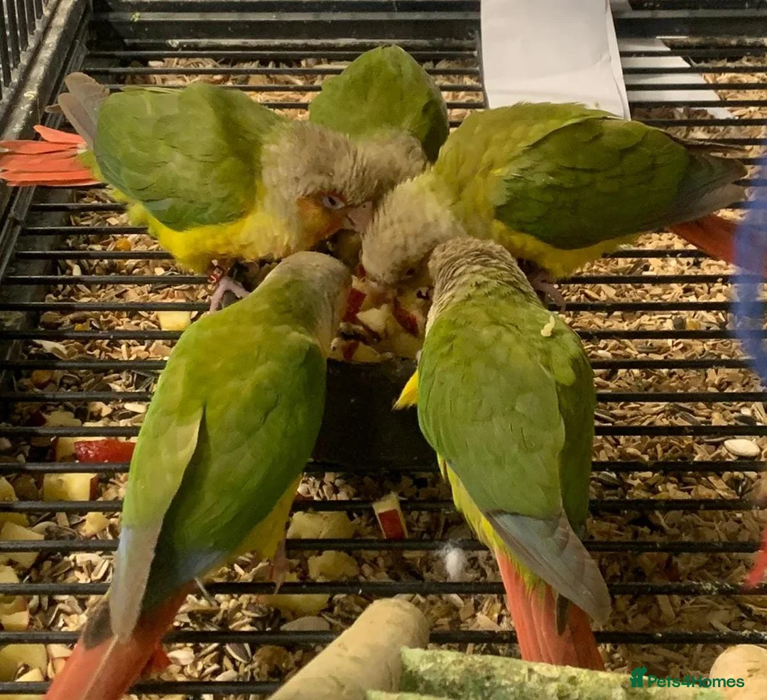Parrots birds for sale: Parrots/ Parakeets Available  - Advert 25