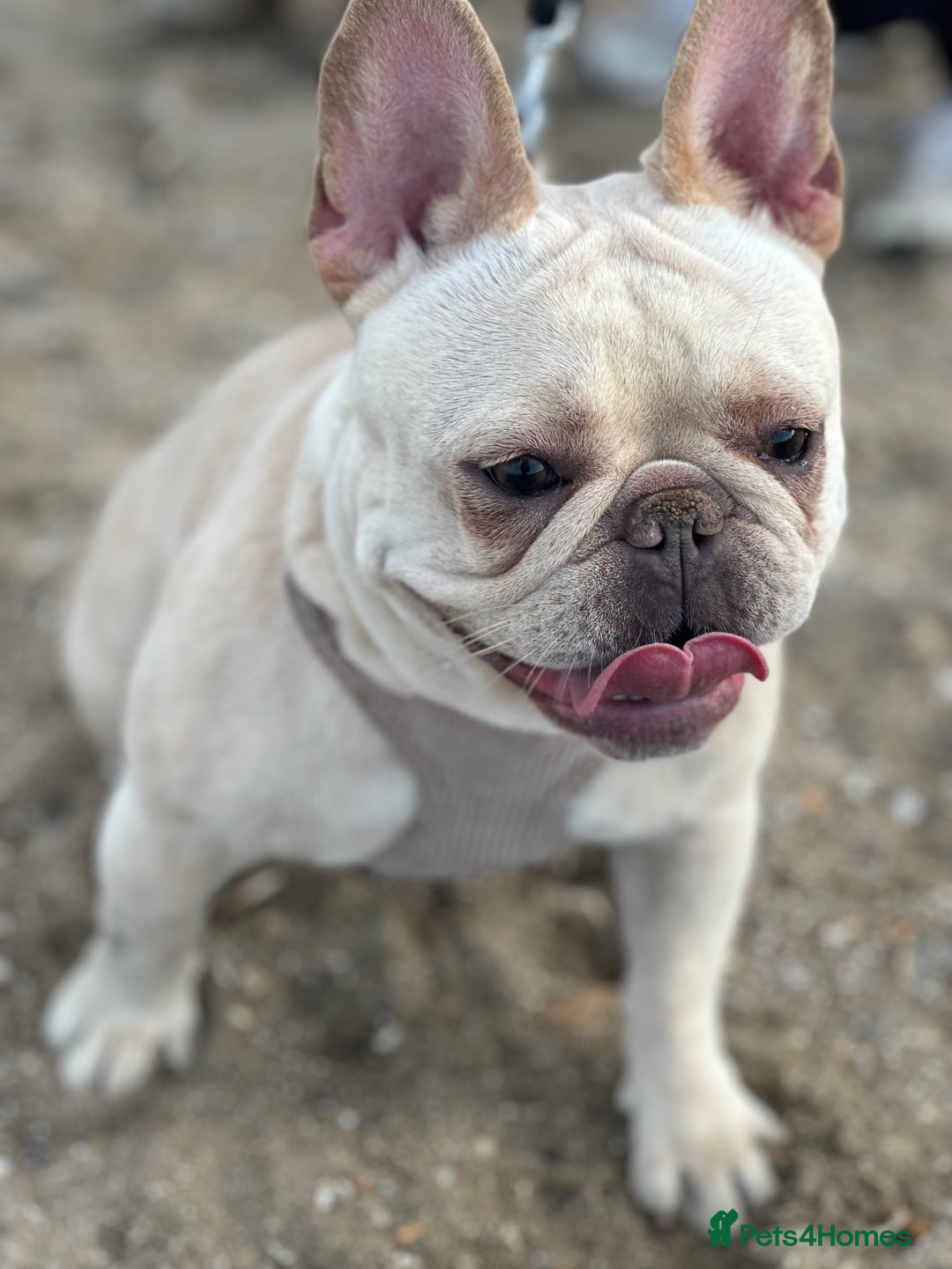 French Bulldog dogs for sale: French bulldog - Image 9