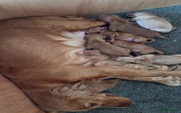 Cockapoo dogs for sale: 7 beautiful cockapoos  - Image 15