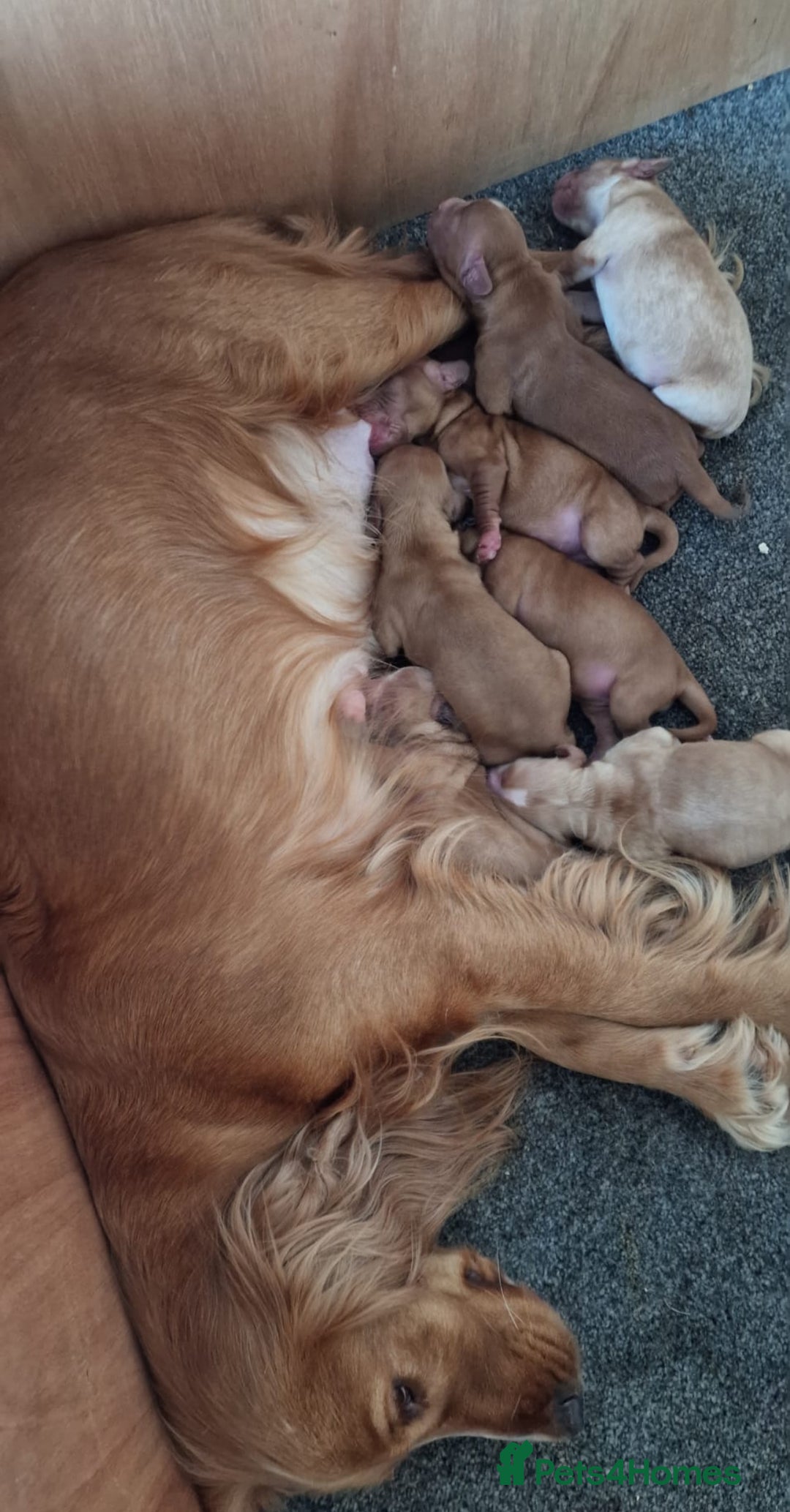 Cockapoo dogs for sale: 7 beautiful cockapoos  - Image 15