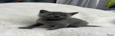 British Shorthair - white collar 