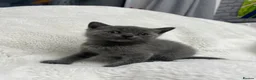 British Shorthair cats for sale: British shorthair kittens x5 Blue & silver tabby  - Advert 12