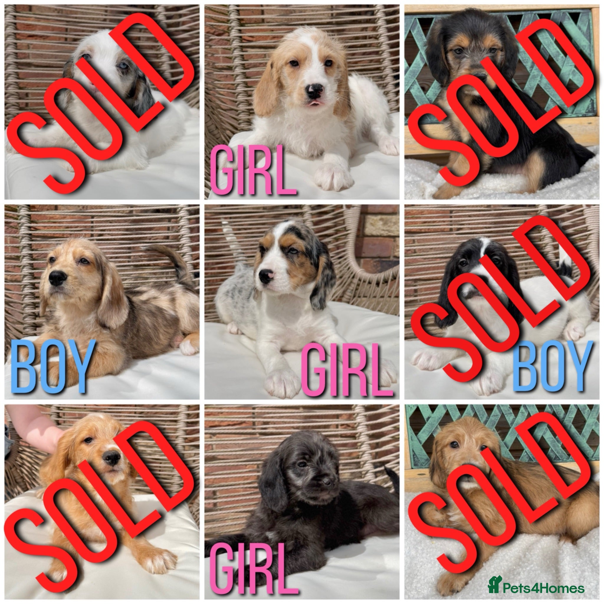 Mixed Breed dogs ⭐️⭐️Poogle Puppies (Beagle x Miniature Poodle)⭐️⭐️ - Advert 1