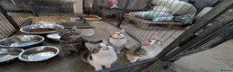 Mixed Breed cats for sale: 🐾Gorgeous Kittens Looking for Their Forever Homes in Alfreton - Advert 2