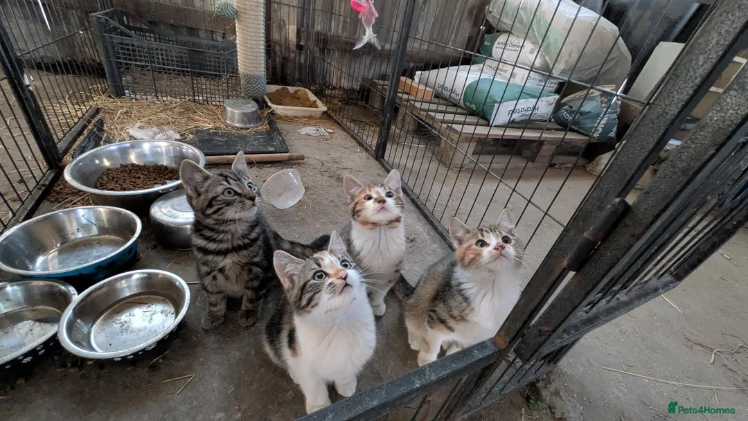 Mixed Breed cats for sale: 🐾Gorgeous Kittens Looking for Their Forever Homes in Alfreton - Advert 2