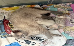 British Shorthair cats for sale: 💖☁️SILVER TIPPED BSH CHINCHILLA GIRL☁️💖 - Image 7