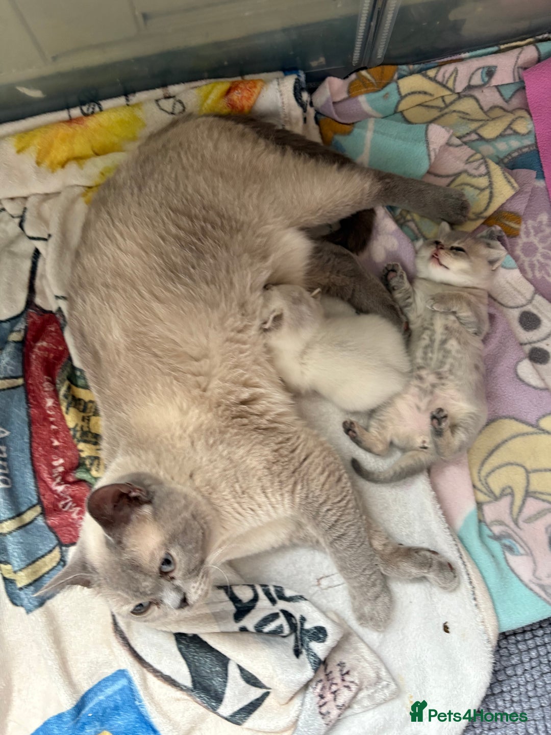 British Shorthair cats for sale: 💖☁️SILVER TIPPED BSH CHINCHILLA GIRL☁️💖 - Image 7