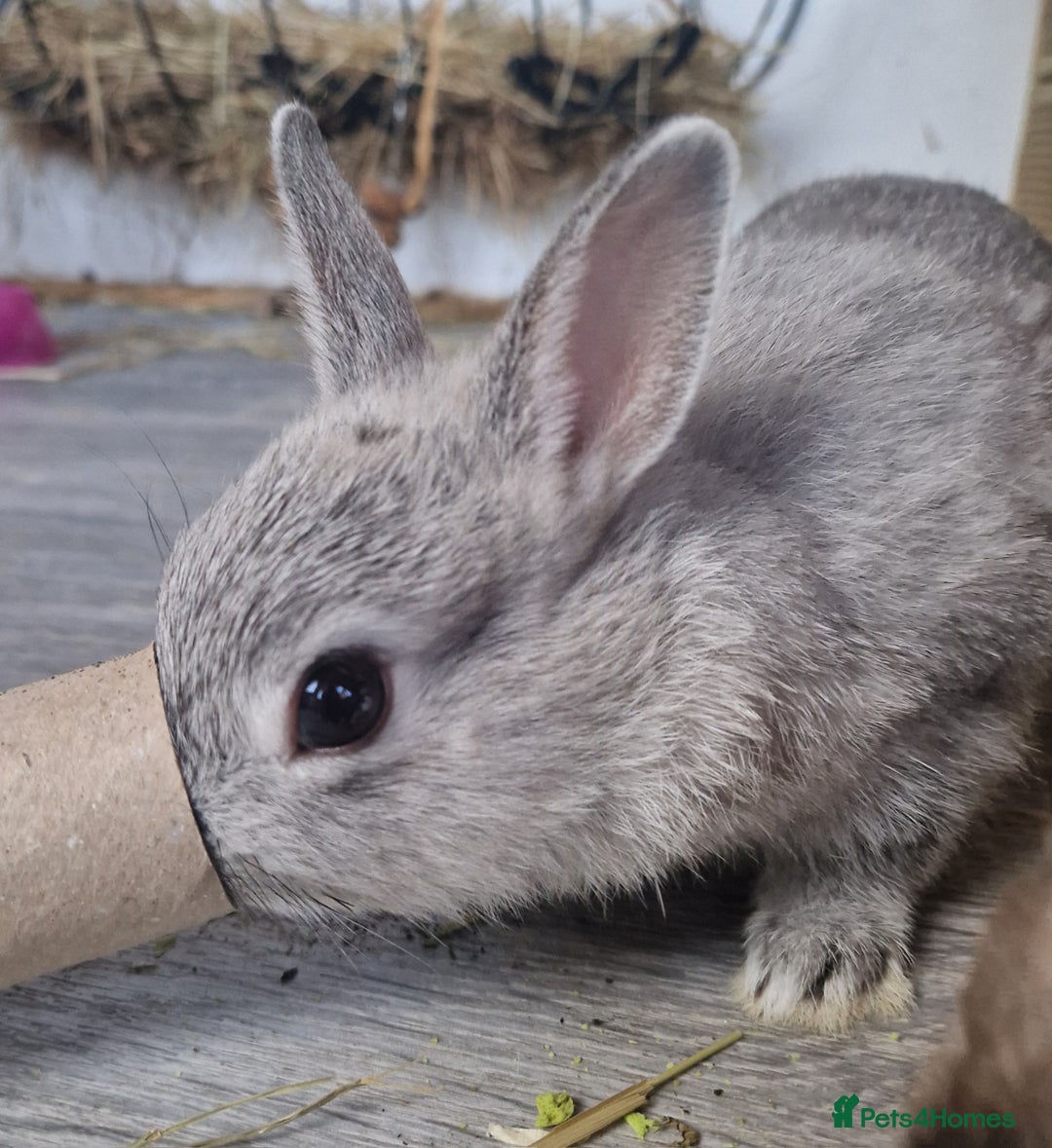 Netherland Dwarf rabbits for sale: 8 week old grey/silver Netherland dwarf female - Image 2