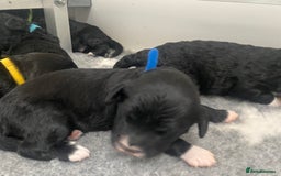 Portuguese Water Dog dogs for sale: Portuguese Water Dog puppies due August - Image 7