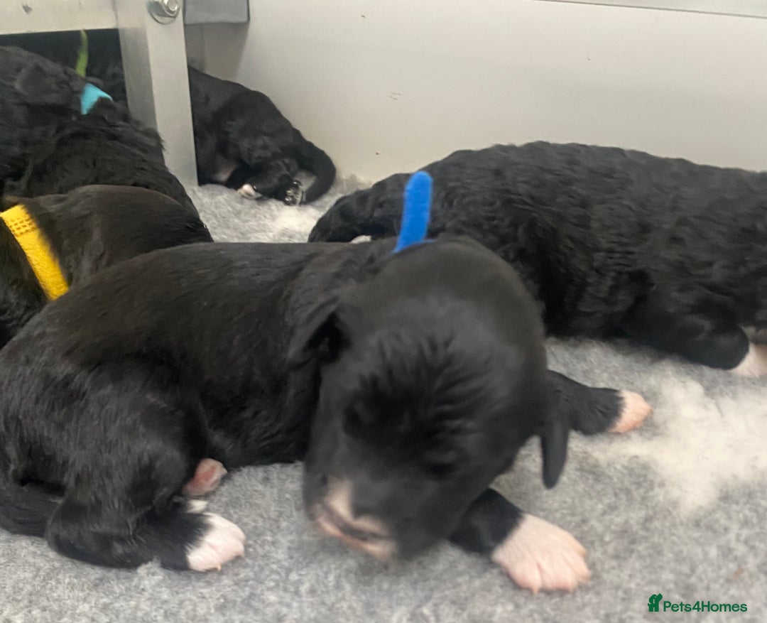 Portuguese Water Dog dogs for sale: Portuguese Water Dog puppies due August - Image 7