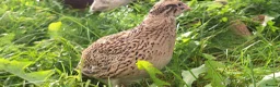 Mixed Breed livestock for sale: Quail  in Driffield - Advert 1
