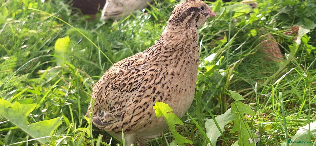 Mixed Breed livestock for sale: Quail  in Driffield - Advert 1