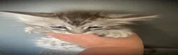 Maine Coon cats for sale: TICA registered Maine Coon Kittens  - Advert 8