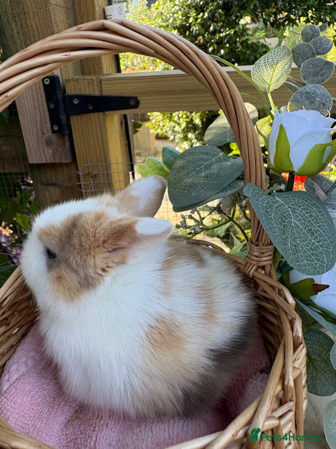 Mini Lop rabbits for sale: Vaccinated pure bred mini lops  - Advert 11