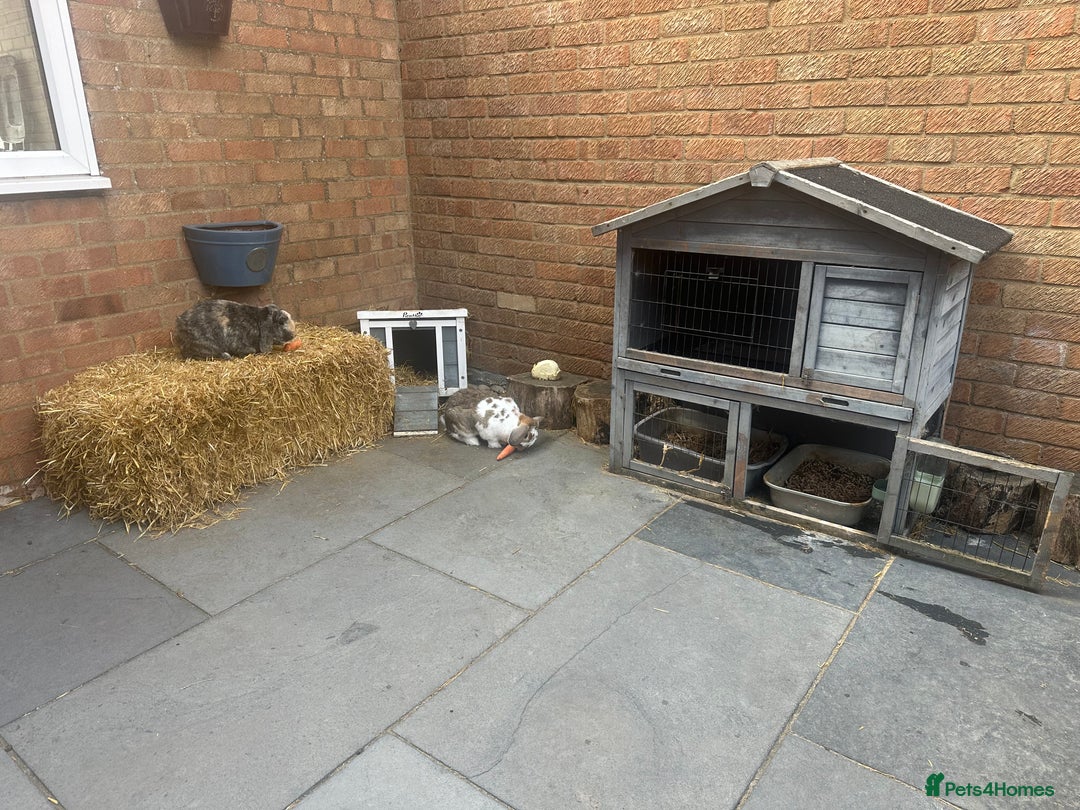 English Lop rabbits for sale: Pair of bonded male and female lops  - Image 6