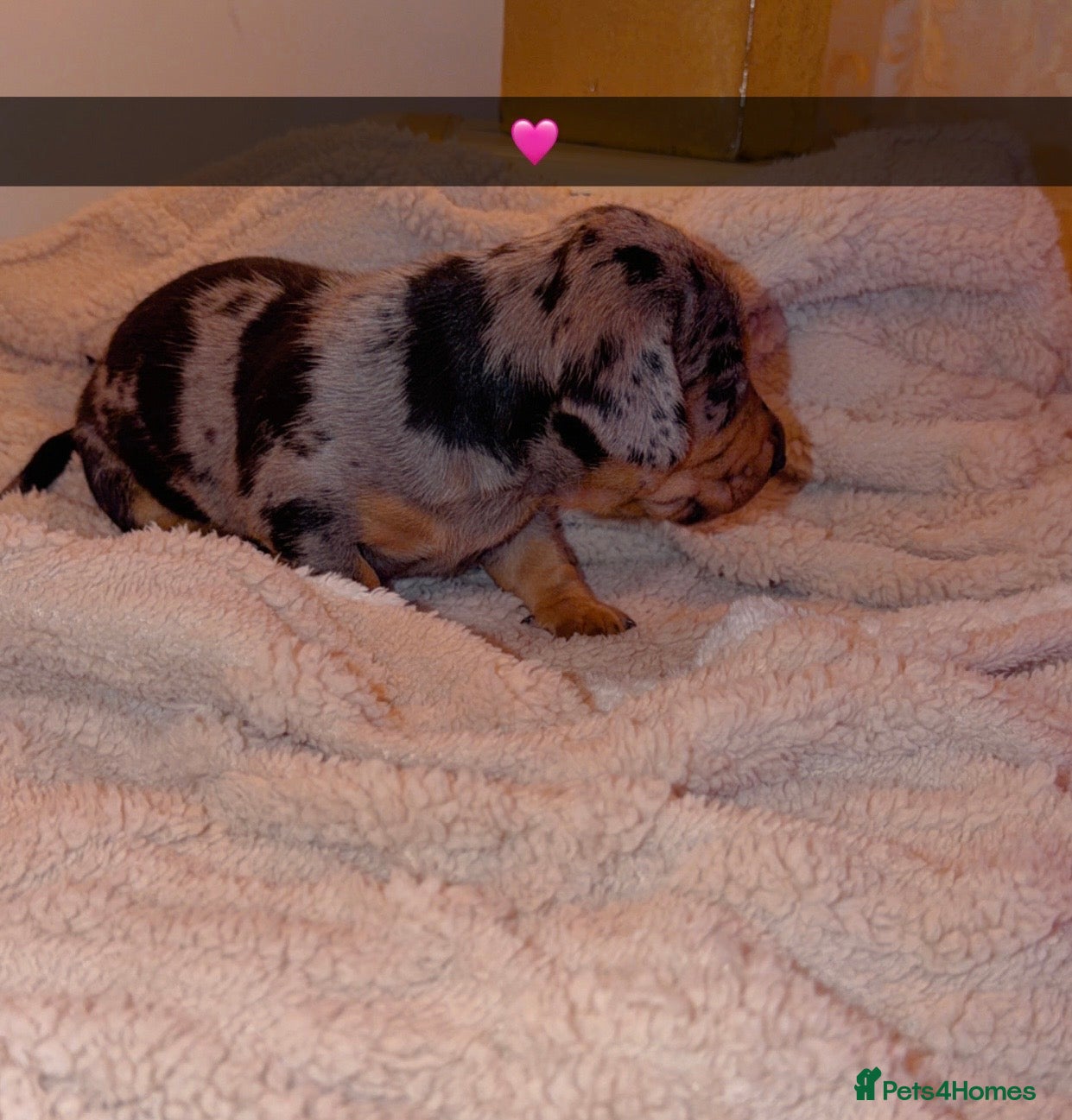 Dachshund Puppy 1