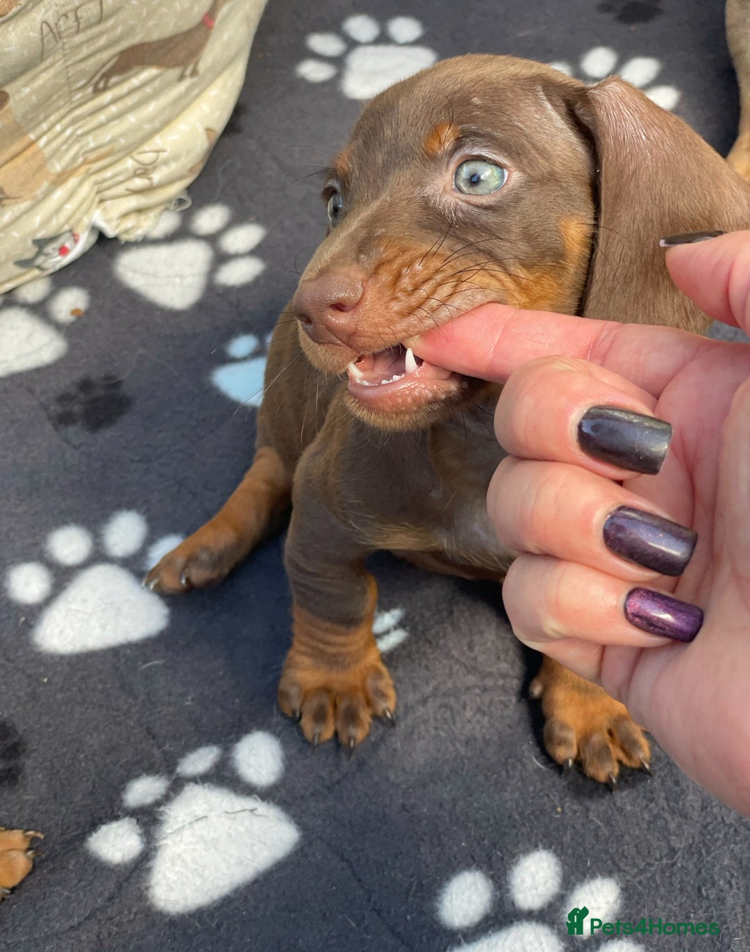 Miniature Dachshund dogs for sale: Mini Dachshunds  - Advert 8