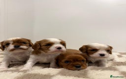 Cavalier King Charles Spaniel dogs for sale: Cavalier King Charles Spaniel  - Image 4