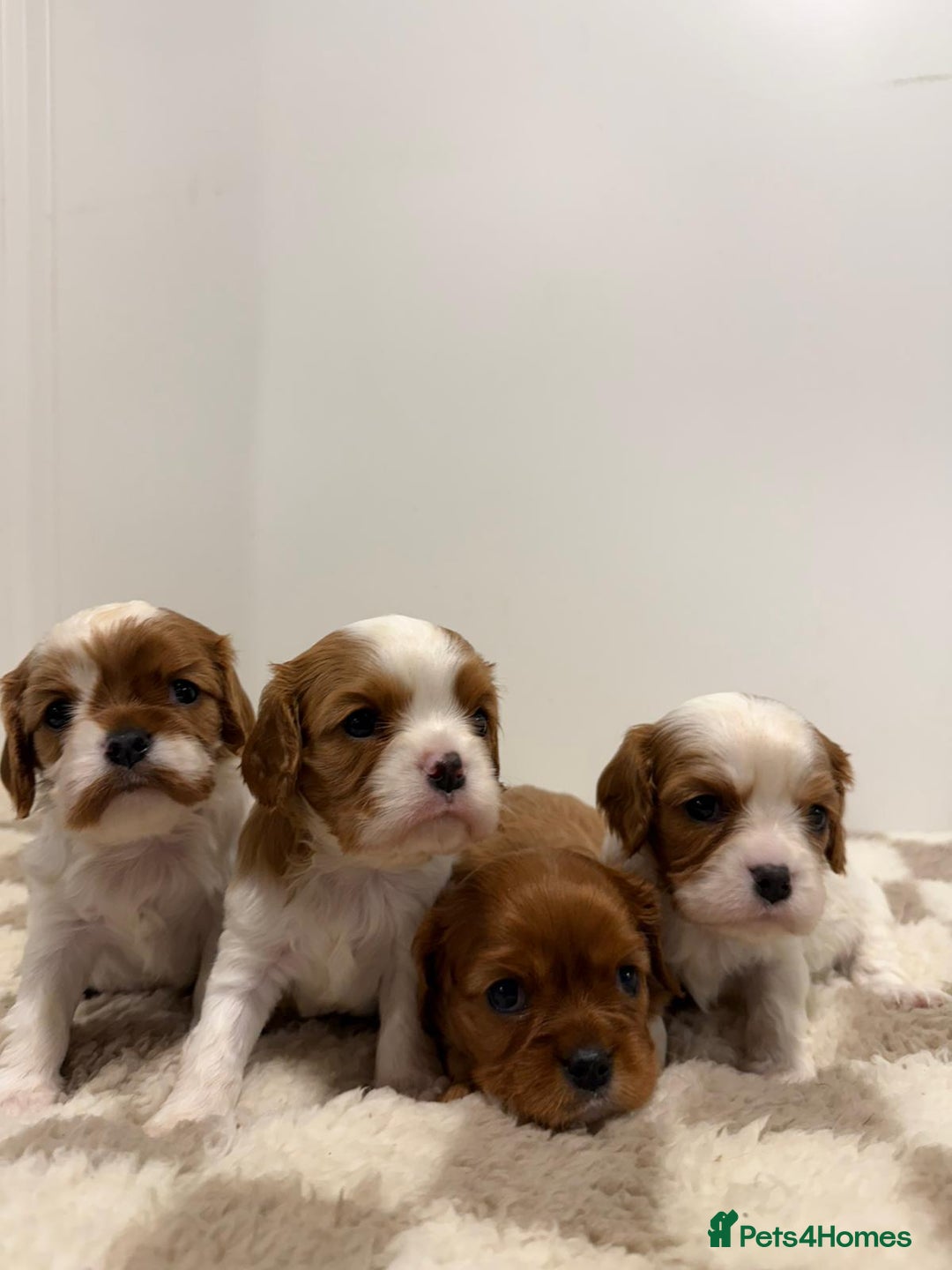 Cavalier King Charles Spaniel dogs for sale: Cavalier King Charles Spaniel  - Image 4