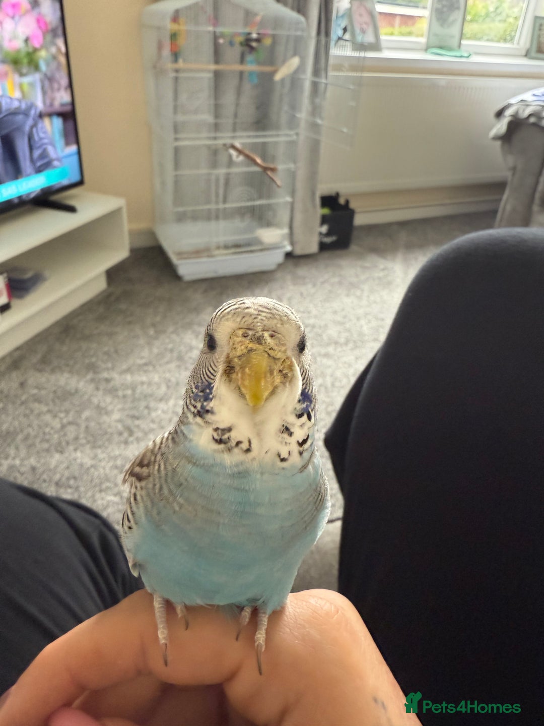 Budgerigars birds for sale: Buddy the budgie  - Advert 4