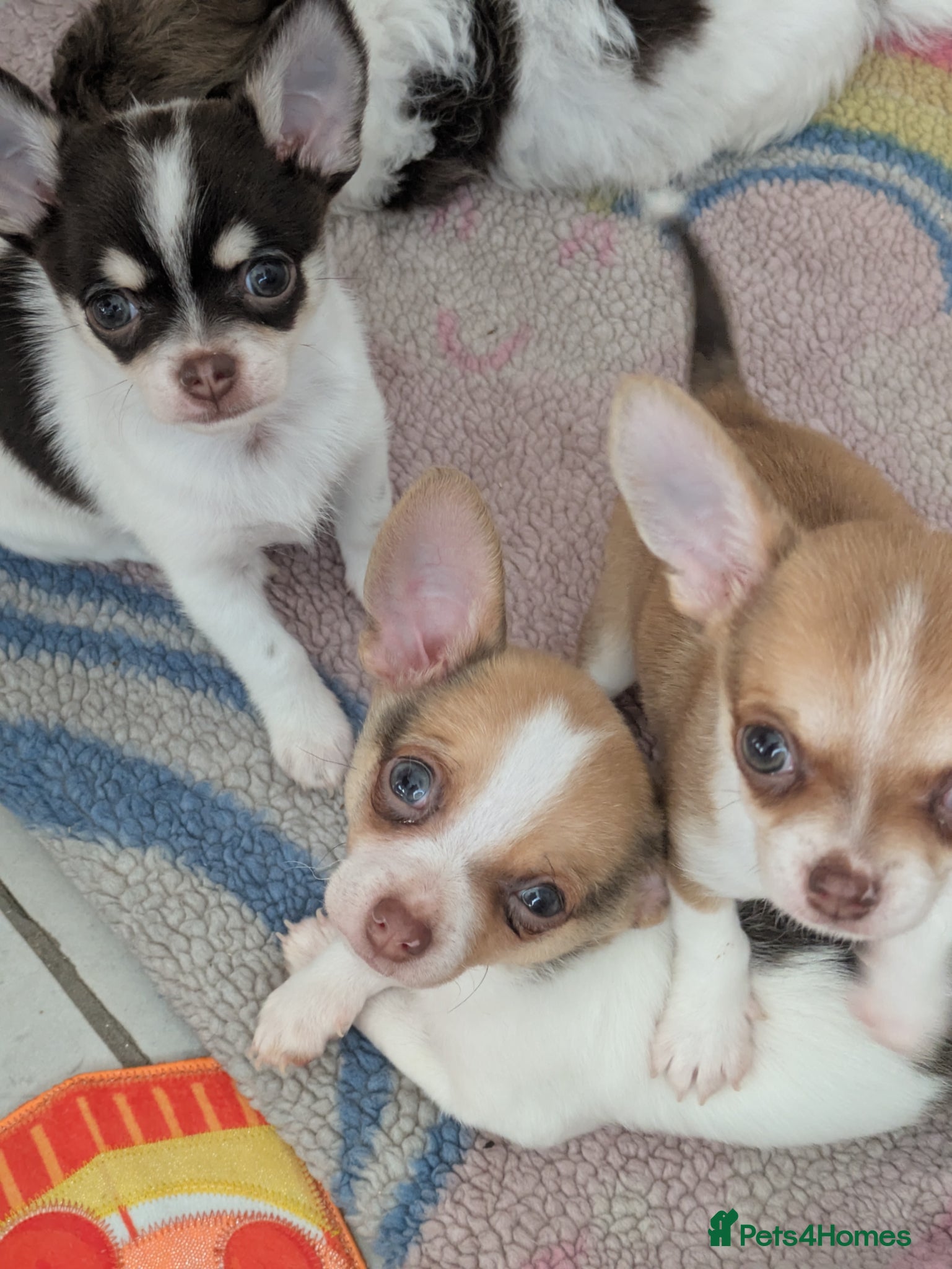 Chihuahua dogs Chuahah  - Advert 3