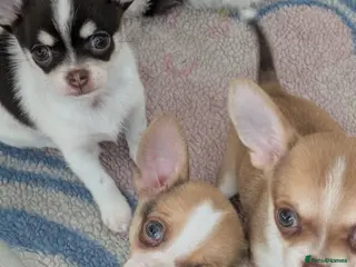 Chihuahua dogs Chuahah - Advert 3