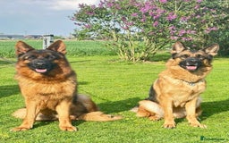 German Shepherd dogs for sale: Last stunning male puppy available  - Image 15