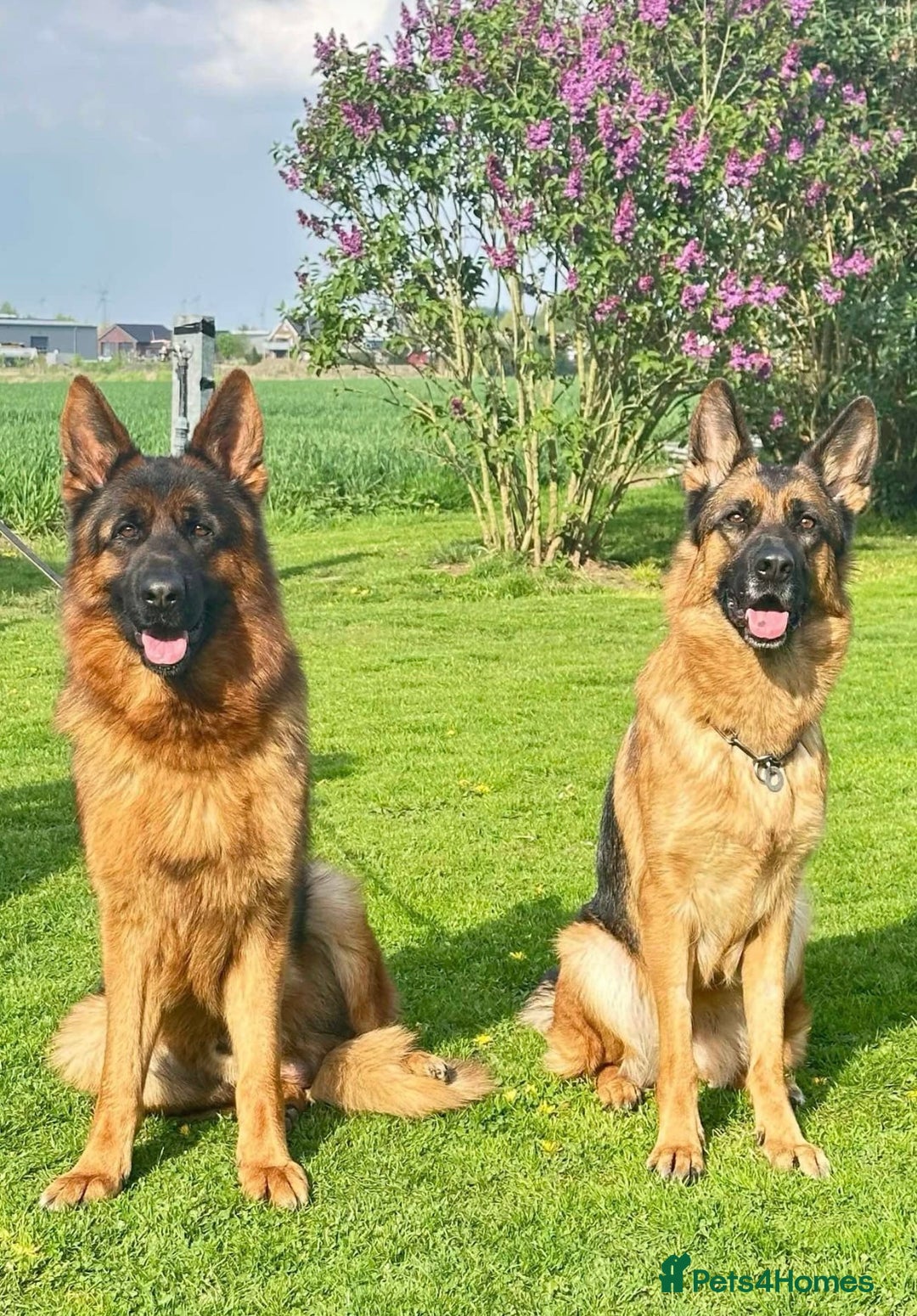 German Shepherd dogs for sale: Last stunning male puppy available  - Image 15