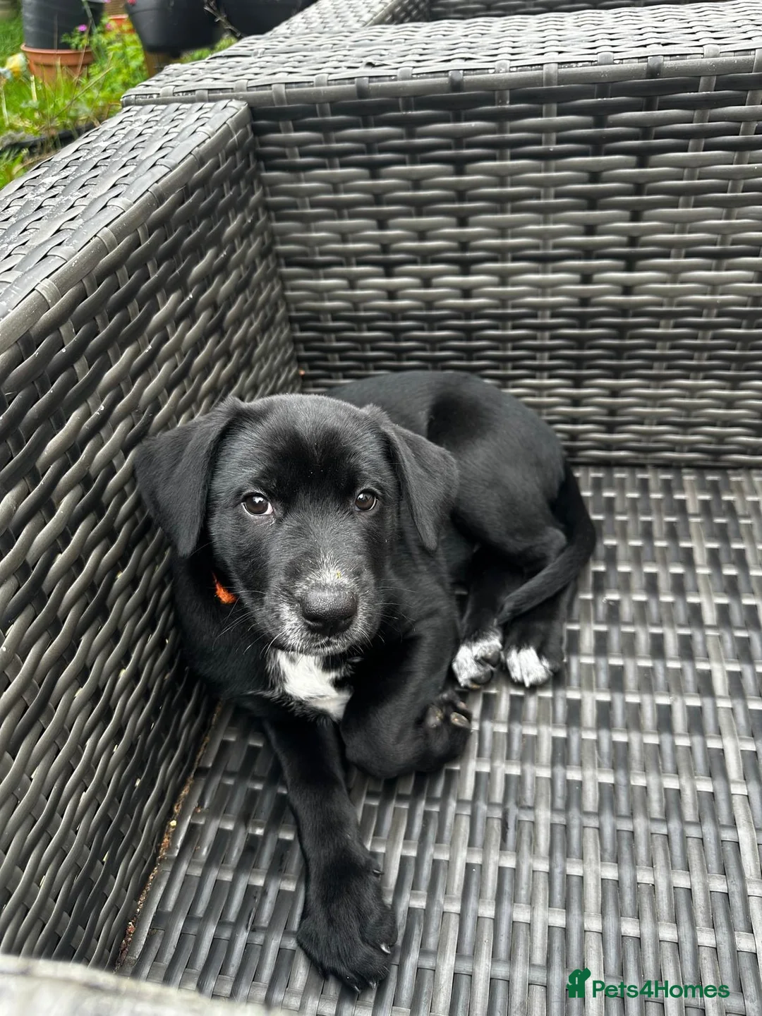 Mixed Breed dogs for sale: RARE mixed breed Dalmatian X German Shepherd Pups in Kenilworth - Advert 2